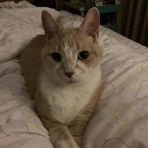 Meet your Posher, Melody